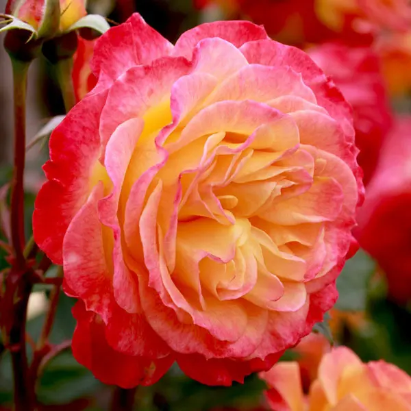 Rose Garden Delight Rose Garden Delight