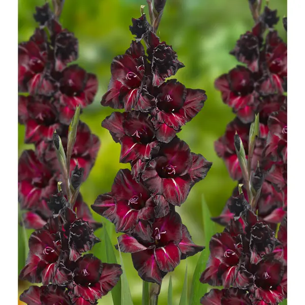Gladioli Black Sea Gladioli Black Sea