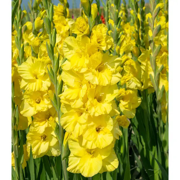 Gladioli Bra Val Gladioli Bra Val