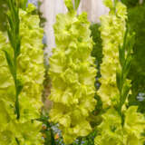 Gladioli Kio Gladioli Kio