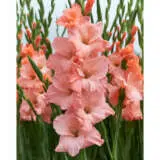 Gladioli Oasis Pkglaoas - Garden Express Australia