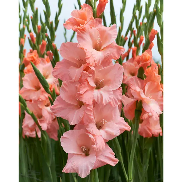 Gladioli Oasis