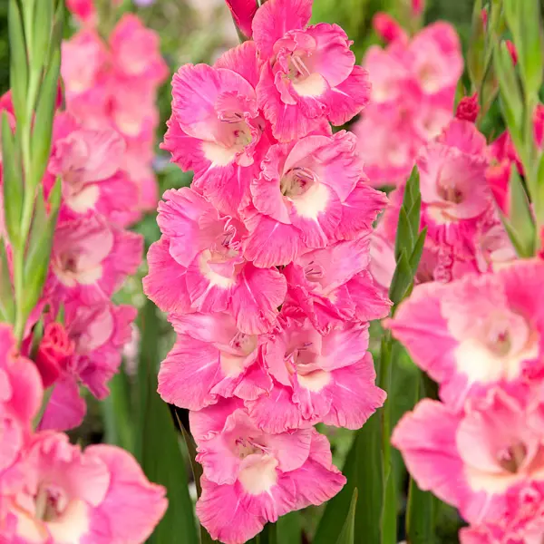 Gladioli Pink Parrot Gladioli Pink Parrot