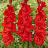 Gladioli Winter Collection 2 Gladioli Winter Collection 2