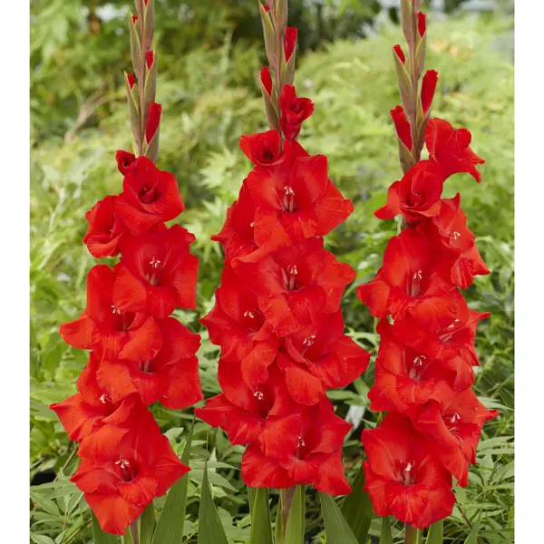 Gladioli Toscane Gladioli Toscane