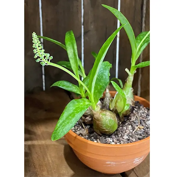 Green Squill