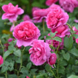 James L Austin Rosdjla - Garden Express Australia