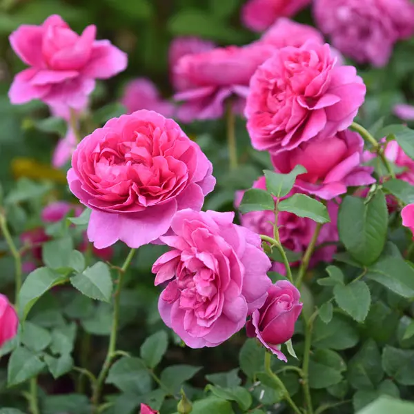David Austin Rose James L Austin (Pbr) David Austin Rose James L Austin (Pbr)