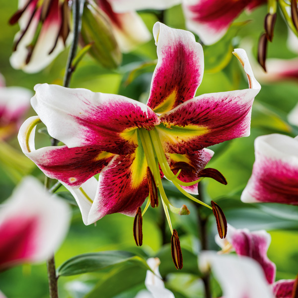 Oriental Trumpet Lilium Leslie Woodriff Oriental Trumpet Lilium Leslie Woodriff