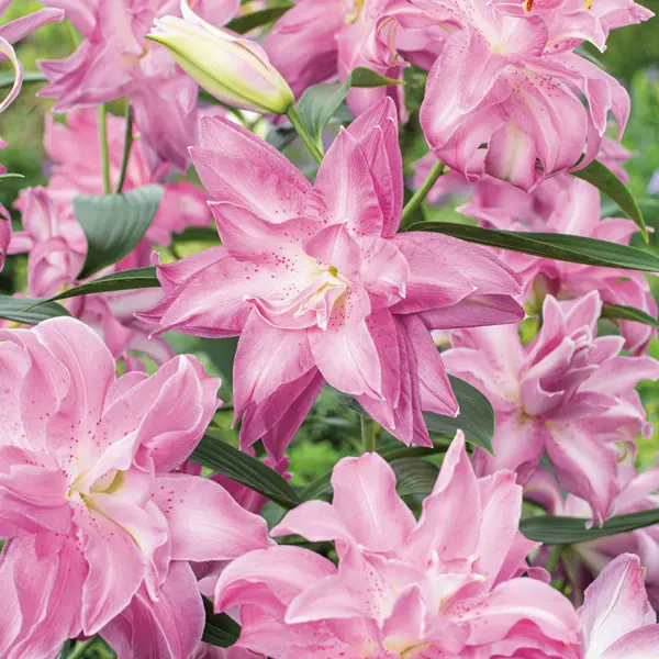 Lilium Double Oriental Lotus Dream Lilium Double Oriental Lotus Dream