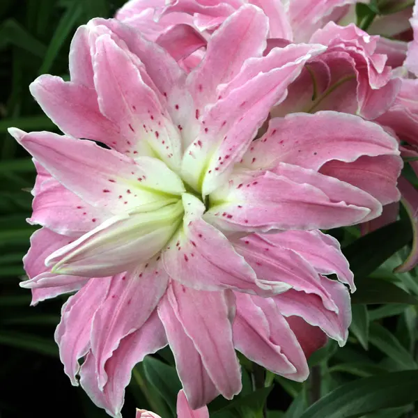 Lilium Double Oriental Lotus Elegance Lilium Double Oriental Lotus Elegance