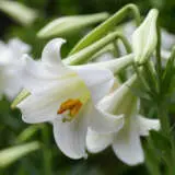 Lilium Vuvuzela Pklilvuv 300x300 - Garden Express Australia