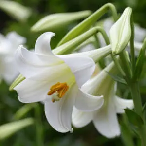 Lilium Vuvuzela Lilium Vuvuzela