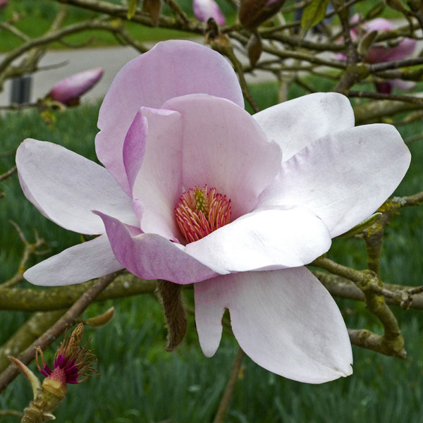 Magnolia Iolanthe Magnolia Iolanthe