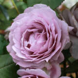 Rose Novalis Rose Novalis