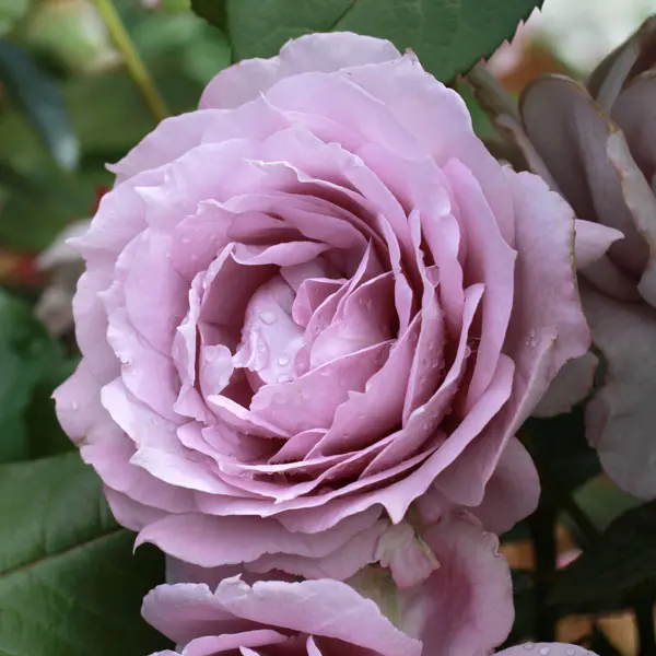 Rose Novalis