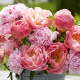 Peony Rose Coral Mixed Pkprocmx - Garden Express Australia