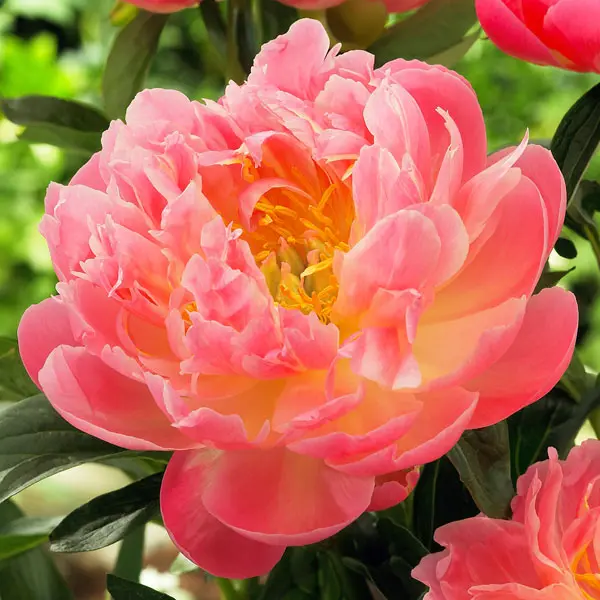 Peony Rose Coral Pink Hawaiian Peony Rose Coral Pink Hawaiian