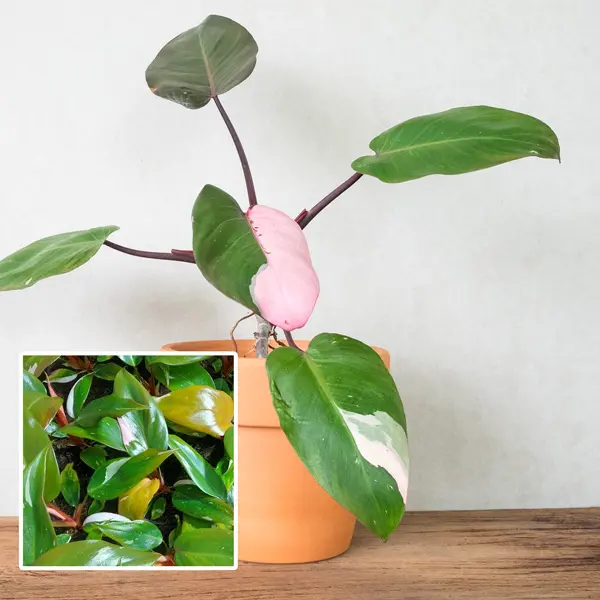 Philodendron Pink Princess Philodendron Pink Princess