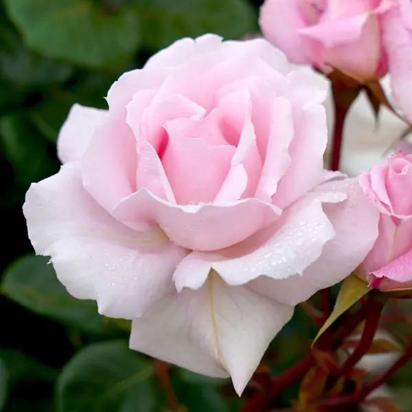 Rose First Crush Rose First Crush