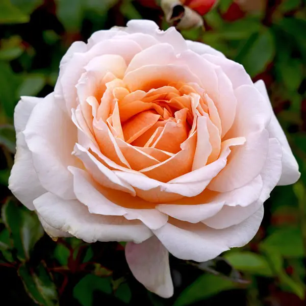 Rose Spicy Parfuma Rose Spicy Parfuma