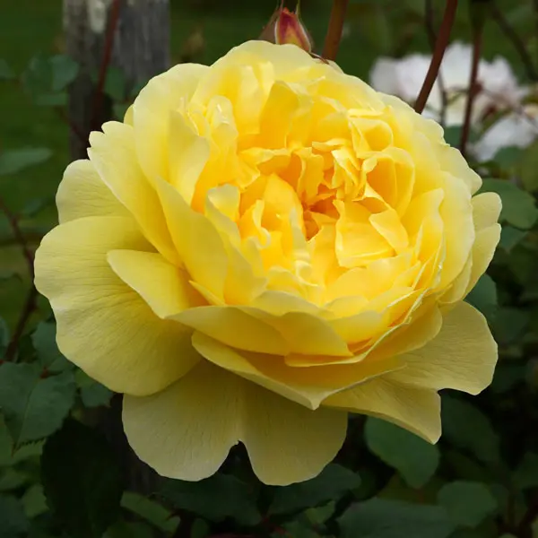 David Austin Rose The Poets Wife (Pbr)
