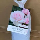 Rose First Crush Rose First Crush