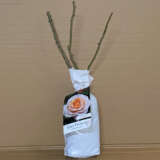 Rose Spicy Parfuma