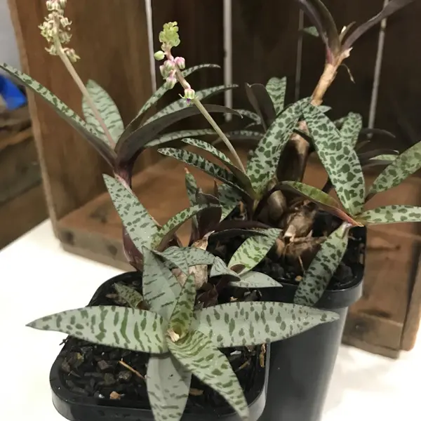 Silver Squill Silver Squill