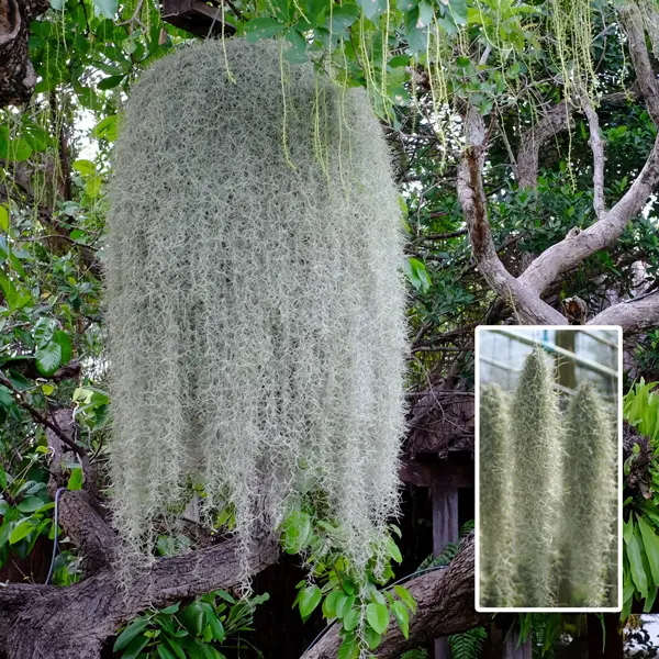 Spanish Moss- Tillandsia Usneoides Spanish Moss- Tillandsia Usneoides