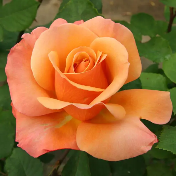Rose Tuscan Sun (Pbr) Rose Tuscan Sun (Pbr)