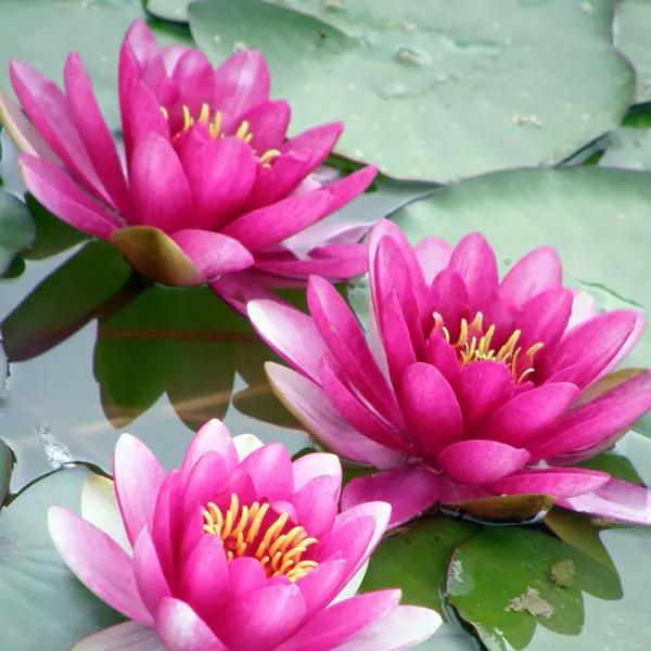 Water Lily Perrys Baby Red Water Lily Perrys Baby Red
