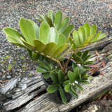 Zamia Cardboard Palm P14zamcpa - Garden Express Australia