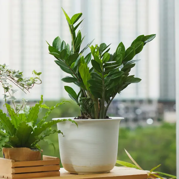 Zamioculcas Jazz It Up Zanzibar Gem 140mm