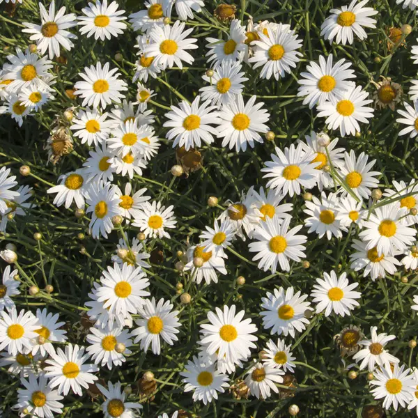 Brachyscome White Brachyscome White