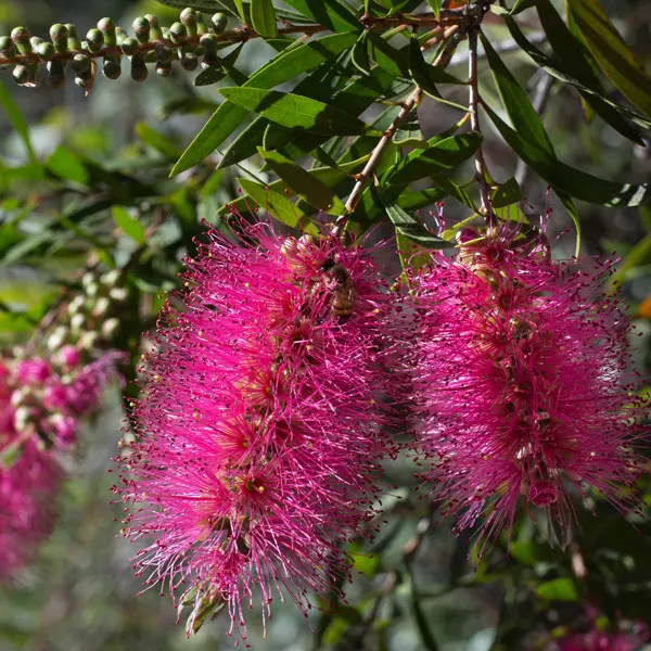 Callistemon Perth Pink 50mm Callistemon Perth Pink 50mm