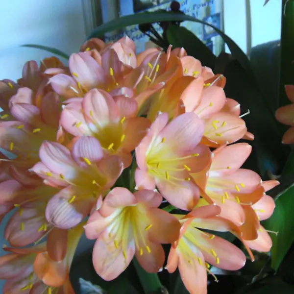 Clivia Peach Pastel 140mm Clivia Peach Pastel 140mm