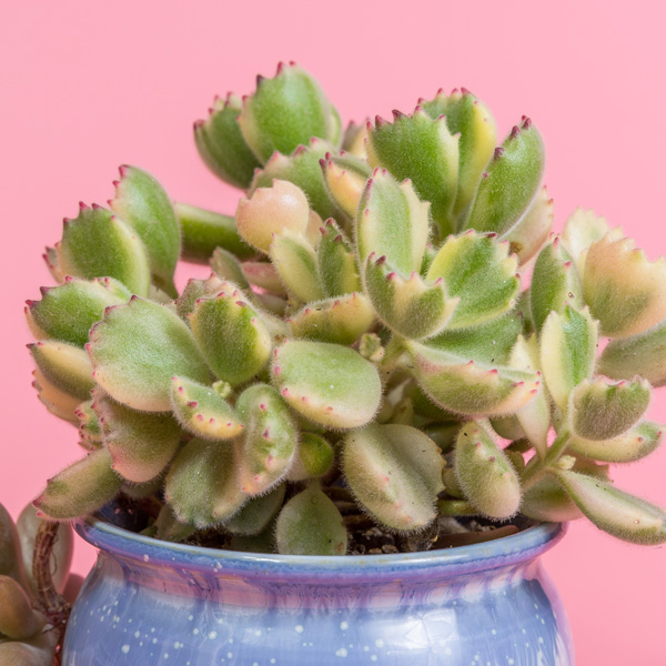Cotyledon Bear Paw Variegated Cotyledon Bear Paw Variegated