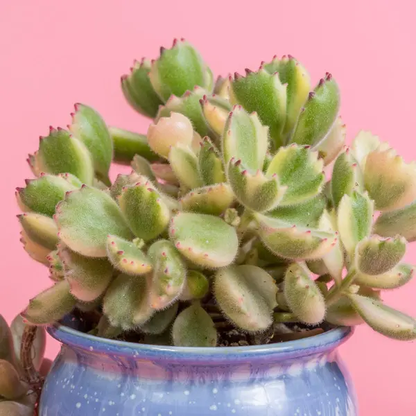 Cotyledon Bear Paw Variegated Cotyledon Bear Paw Variegated