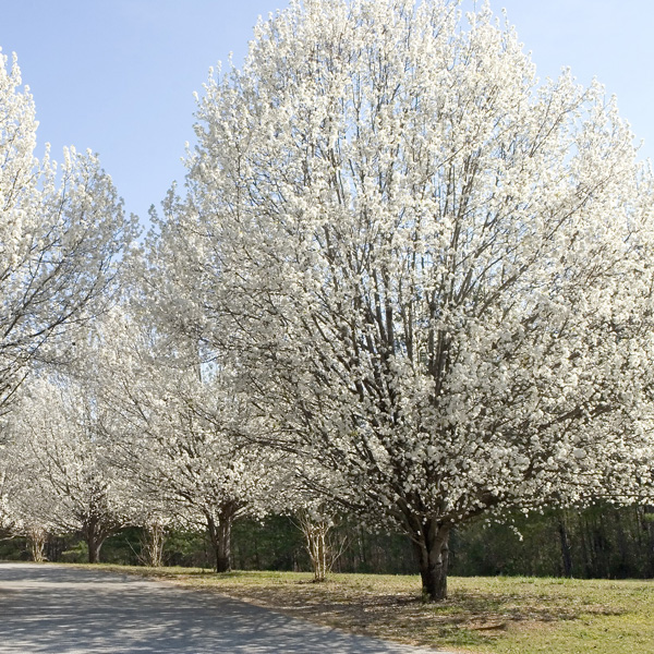 Flowering Pear Flowering Pear