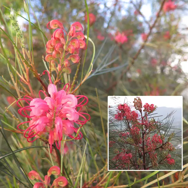 Grevillea Elegance