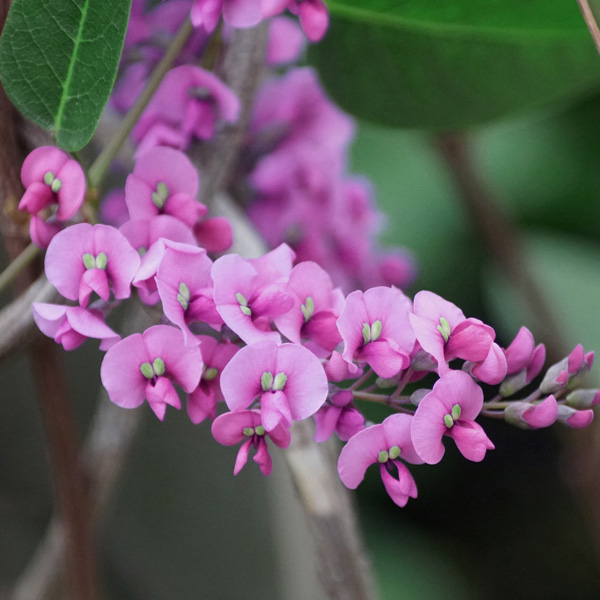 Hardenbergia Candy Crawl Hardenbergia Candy Crawl