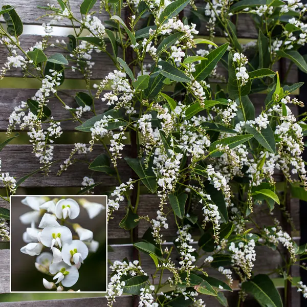 Hardenbergia White Out (pbr) Hardenbergia White Out (pbr)