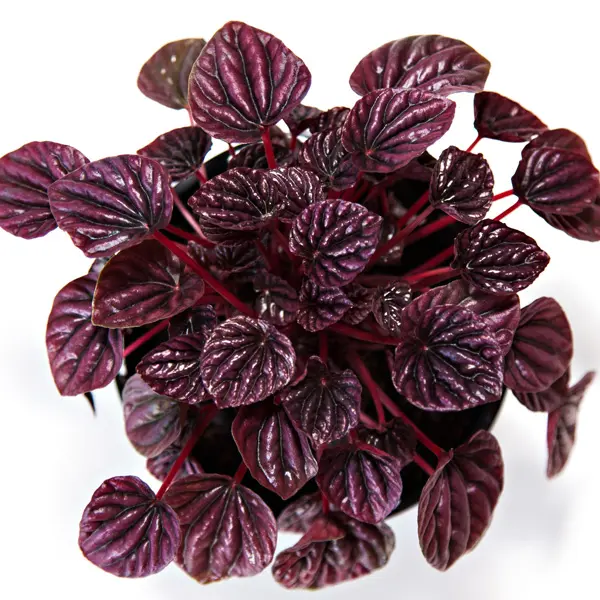 Peperomia Ruby Ripple Peperomia Ruby Ripple