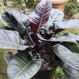 Philodendron Black Cardinal Philodendron Black Cardinal