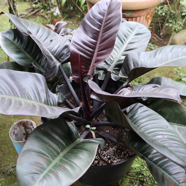 Philodendron Black Cardinal Philodendron Black Cardinal