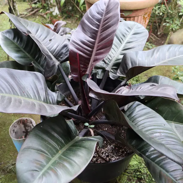 Philodendron Black Cardinal Philodendron Black Cardinal