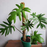Philodendron Mayoi Tahiti Philodendron Mayoi Tahiti