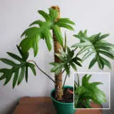 Philodendron Mayoi Tahiti P14phimta - Garden Express Australia