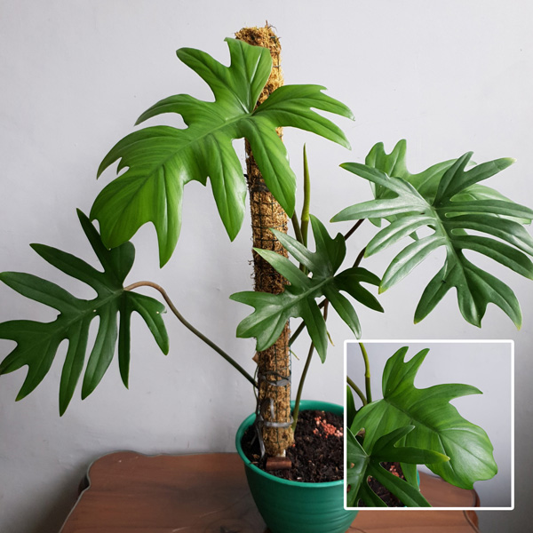 Philodendron Mayoi Tahiti Philodendron Mayoi Tahiti
